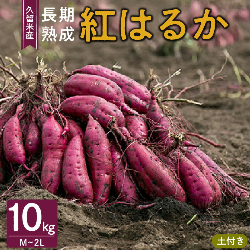 【ふるさと納税】さつまいも 久留米市産 長期熟成 紅はるか 10kg M ～ 2L サイズ 土付き 栽培期間中農薬不使用 熟成 甘い 美味しい おやつ スイーツ 常温発送 国産 九州 福岡県 久留米市 お取り寄せ お取り寄せグルメ 送料無料