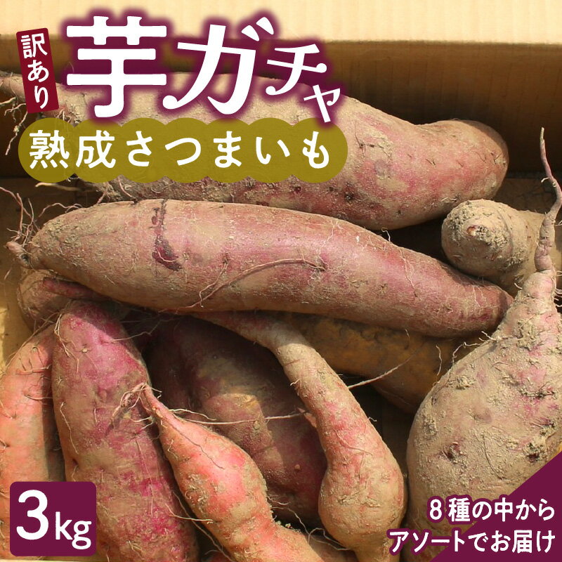 [訳あり]久留米市産 さつまいも 3kg 芋ガチャ 栽培期間中農薬不使用 熟成 甘い 美味しい おやつ スイーツ バラエティ 常温発送 国産 九州 福岡県 久留米市 お取り寄せ お取り寄せグルメ 送料無料