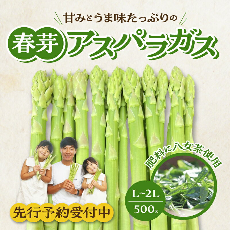 【ふるさと納税】価格改定 先行予約 八女茶の肥料で育てた 甘味たっぷり 春芽 アスパラガス 500g L ～ 2Lサイズ 甘い 太い 美味しい 鮮度抜群 天ぷら ソテー ピラフ ごま和え グリーンアスパラガス 春アスパラ 春の旬 福岡県 久留米市 お取り寄せ 野菜 送料無料