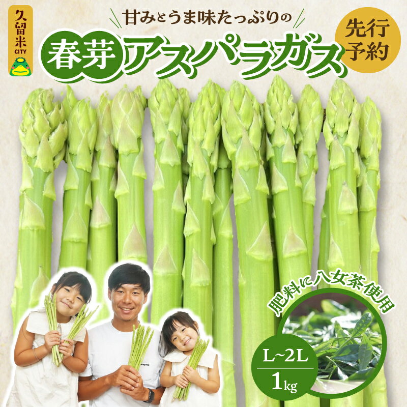 価格改定 [先行予約]アスパラガス 春芽 L 〜 2L 1kg 甘い 太い やわらかい 肥料に八女茶使用 天ぷら フライ 野菜 グリーンアスパラガス 春アスパラ 冷蔵 福岡県 久留米市 送料無料