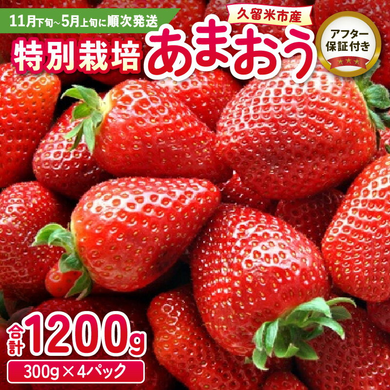 いちご あまおう 300g 4パック 計1200g 大粒 濃厚な甘さ 特別栽培 安心 安全 冷蔵 果物 フルーツ ストロベリー 食べ方いろいろ スイーツ ケーキ スムージー ジャム デザート 福岡県産 ふくおかエコ農産物 国産 お取り寄せ 福岡県 久留米市 送料無料