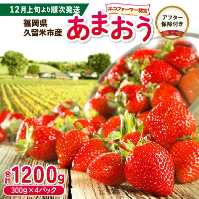 楽天ふるさと納税　【ふるさと納税】大粒 あまおう 300g × 4パック 合計 1.2kg 福岡限定 濃厚 甘い 果汁 アフター保証 安心安全 エコファーマー認定農家 国産 いちご 果物 フルーツ スイーツ スムージー ジャム お取り寄せ 福岡県 久留米市 送料無料