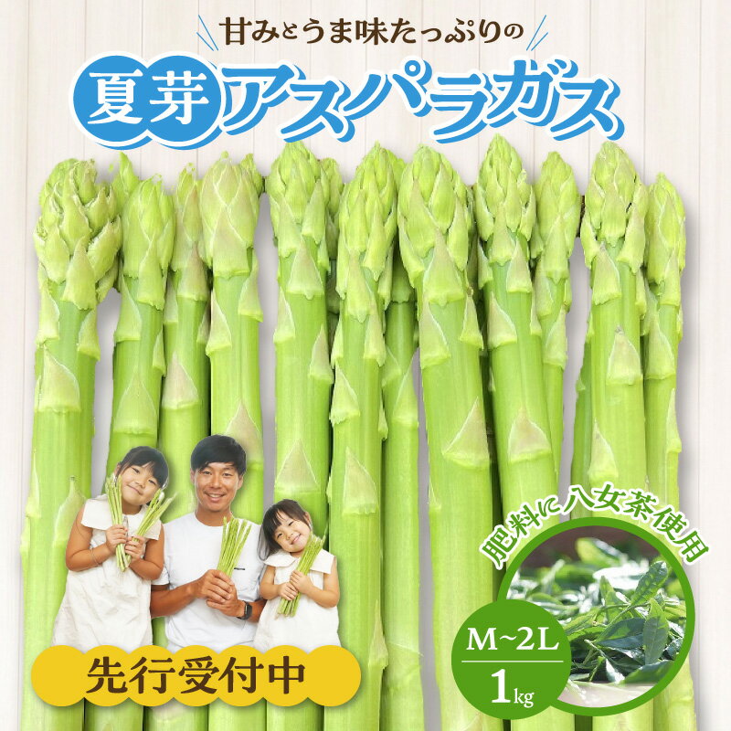 28位! 口コミ数「0件」評価「0」先行予約 アスパラガス 夏芽 M ～ 2L 1kg 甘い 太い やわらかい 肥料に八女茶使用 天ぷら フライ グリーンアスパラガス 夏アスパ･･･ 