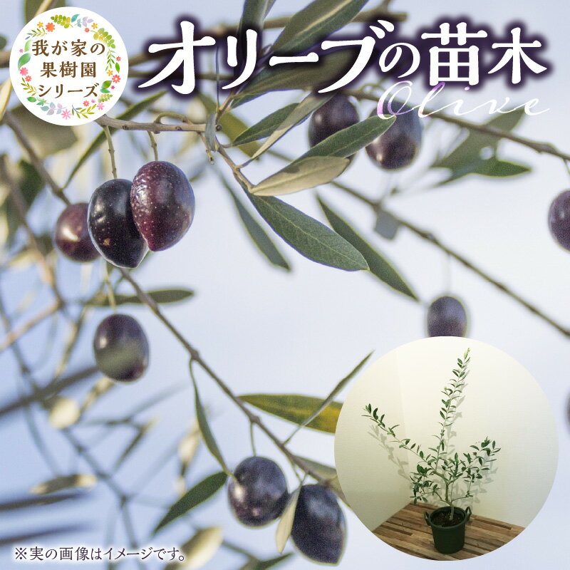 オリーブ 苗木 高さ 約 70cm 鉢径 7号 チーム田主丸 我が家の果樹園 シリーズ 果樹園 初心者 育てやすい おしゃれ 人気 常緑樹 庭木 果樹 植樹 鉢植え 庭植え ガーデニング 国産 お取り寄せ 福岡県 久留米市 送料無料