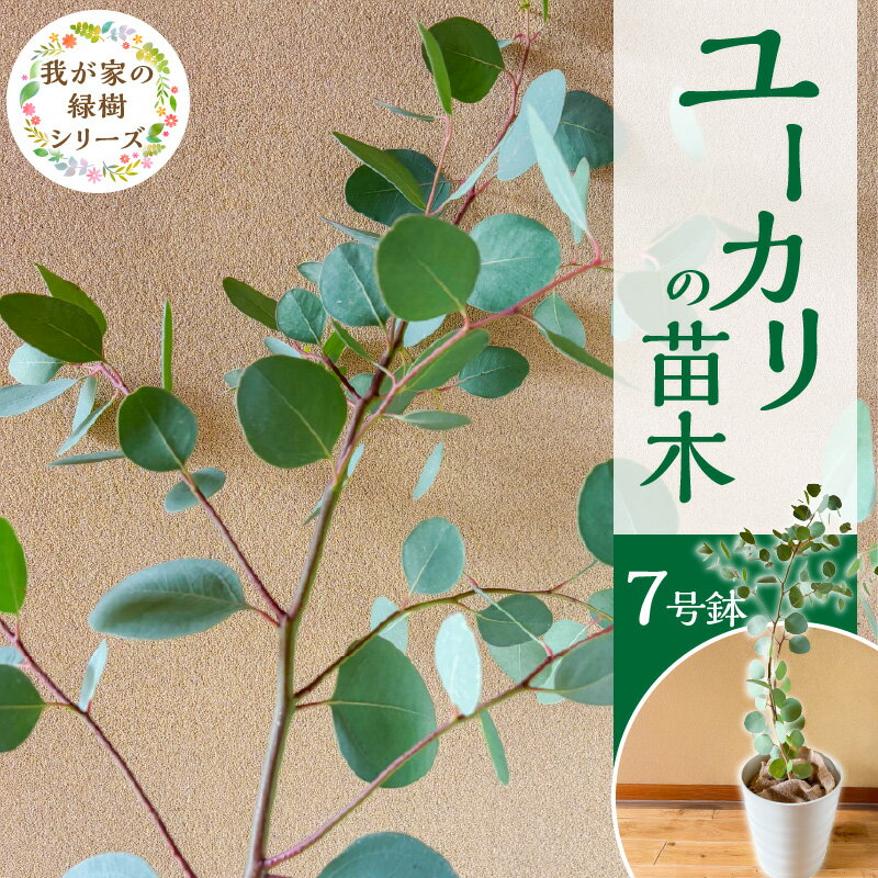苗木 7号鉢 ユーカリ チーム田主丸 1本 ユーカリの苗木 庭木 鉢植え 植木 ドライフラワー スワッグ リース リラックス効果 虫よけ 常緑樹 シンボルツリー ガーデニング 植物 インテリア お手入れ簡単 育て方付き お取り寄せ 福岡県 久留米市 送料無料