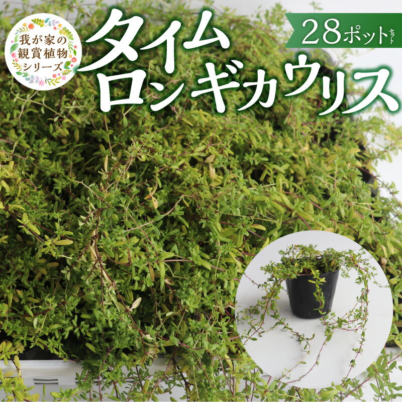 【ふるさと納税】タイムロンギカウリ...