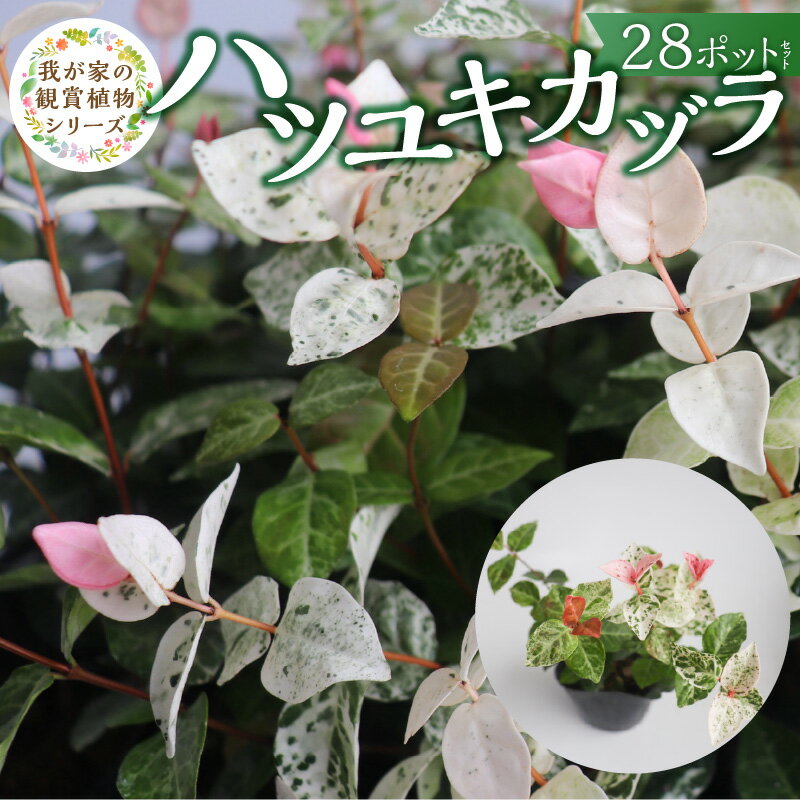ハツユキカズラ 9cmポット 28苗 チーム田主丸 つる 常緑 ピンク 白 まだら模様 園芸 多年草 育てやすい グランドカバー プランツ 寄せ植え ハンギングバスケット 紅葉 地植え 鉢植え ガーデニング 庭 花壇 植物 育て方付き お取り寄せ 久留米市 送料無料
