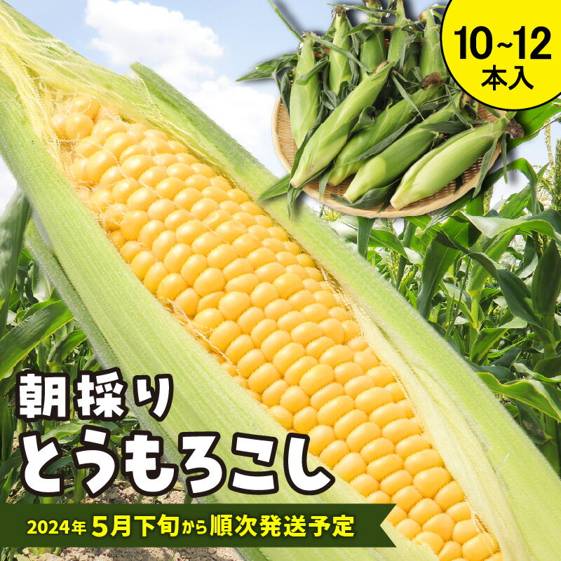 返礼品説明名称【ふるさと納税】朝採りとうもろこし【品種：恵味スター】内容量10本〜12本配送温度帯冷蔵保存期間・有効期限5日程度（要冷蔵） 返礼品到着後は、お早めにお召し上がりください。説明 【2024年5月下旬〜6月中旬にかけて順次発送予定！】 朝採りとうもろこし！ 品種は恵味シリーズの『恵味スター』になります。 恵味スターは粒皮が柔らかく、甘みとコクがあるフルーティーな味わいが特徴のスイートコーンです。 朝採れたとうもろこしをその日のうちに発送致します。 【工夫やこだわり】 マンゴーの葉や枝を活用して土壌改良をしております。 畑の雑草は除草剤を一切使わず、手作業で草抜きをしております。 収穫時期前になると農薬は使わず手作業で虫を取っています。 手間暇かけたとうもろこしをぜひ味わってください。注意事項 ●天候等の影響で収穫量や収穫時期が変わり、発送が早くなったり遅れる場合がありますので、あらかじめご了承ください。 ●台風などの天候や収穫状況によって発送できない場合がございます。 ●返礼品到着後は、お早めにお召し上がりください。提供事業者倉重農園・寄附申込みのキャンセル、返礼品の変更・返品はできません。あらかじめご了承ください。・ふるさと納税よくある質問はこちら地場産品基準1号 区域内において生産されているため【ふるさと納税】朝採りとうもろこし【品種：恵味スター】