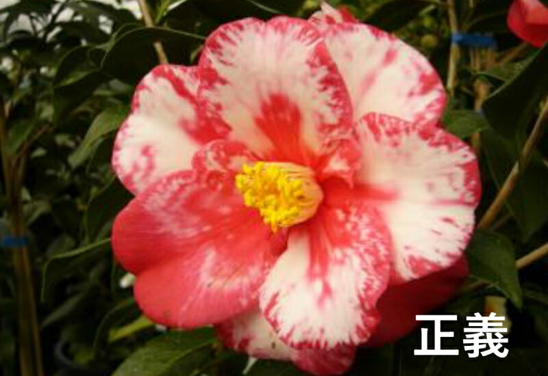 【ふるさと納税】【2026年11月以降お届け】苗木 椿 3種 セット 久留米の特産花卉 ...
