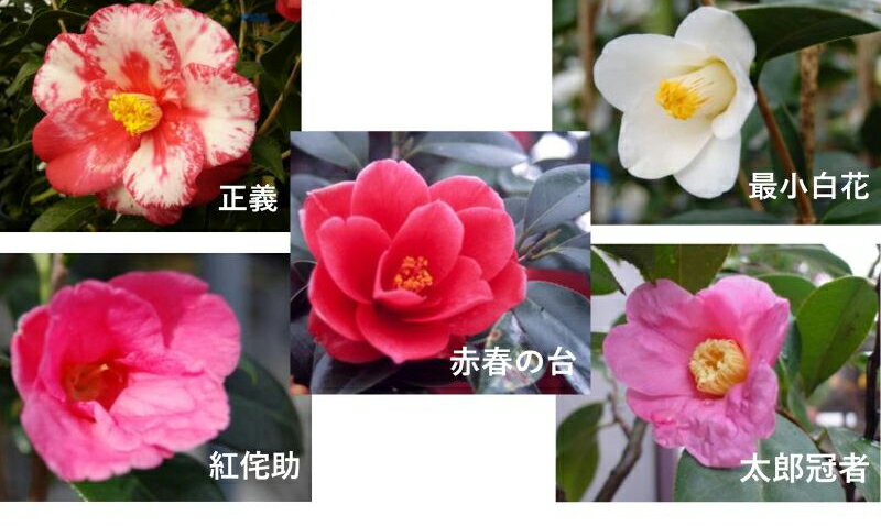 【ふるさと納税】苗木 椿 5種 セット 久留米の特産花卉 最小白花 太郎冠者 正義 紅侘助 赤春の台 秋～春 開花 一重咲 八重咲 鑑賞 説明書付き 鉢植え 花 庭 園芸 ガーデニング 特産品 福岡県 久留米市 お取り寄せ 送料無料