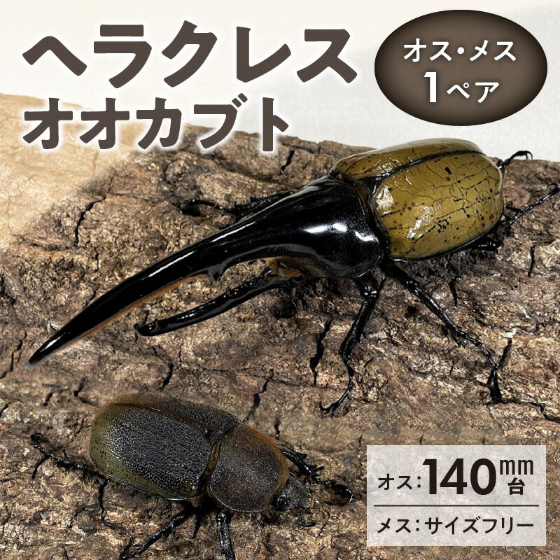 カブトムシ ヘラクレス 1ペア オス 140mm台 メス サイズフリー 昆虫 成虫 ヘラクレスオオカブト 福岡県 久留米市 かぶとむし養殖工房ダイナステスPlus 虫 累代飼育 養殖 お取り寄せ 送料無料