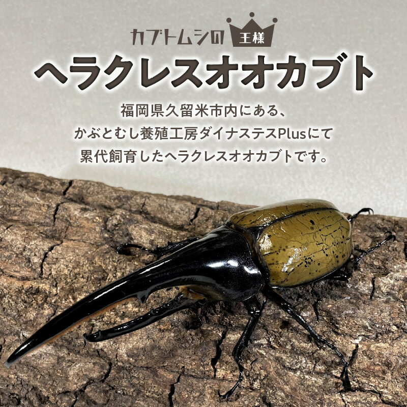 【ふるさと納税】カブトムシ ヘラクレス 1ペア オス 150mm前半 メス サイズフリー 昆虫 成虫 ヘラクレスオオカブト 福岡県 久留米市 かぶとむし養殖工房ダイナステスPlus 虫 累代飼育 養殖 お取り寄せ 送料無料