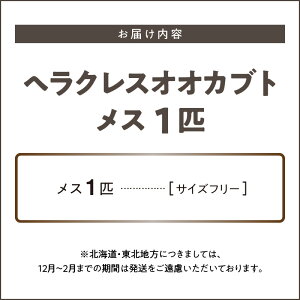 【ふるさと納税】【先着順 数量限定】ヘラクレスオオカブト カブトムシ ヘラクレス メス サイズフリー 福岡県 久留米市 虫 昆虫 成虫 生体 累代飼育 養殖 かぶとむし養殖工房ダイナステスPlus お取り寄せ 送料無料