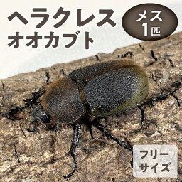 【ふるさと納税】ヘラクレスオオカブト カブトムシ ヘラクレス メス サイズフリー 福岡県 久留米市 虫 昆虫 成虫 生体 累代飼育 養殖 かぶとむし養殖工房ダイナステスPlus お取り寄せ 送料無料