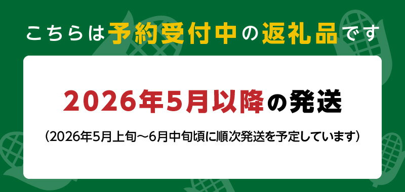 【ふるさと納税】【2026年5月より順次発送】ヤングコーン 大サイズ 30本 ホワイトショコラ 新鮮 皮付き 朝採れ 農家直送 甘み ひげ 薄皮 食べられる 美味しい オーブン トースター おつまみ サラダ バター醤油 冷蔵 コーン とうもろこし グルメ 福岡県 久留米市 送料無料