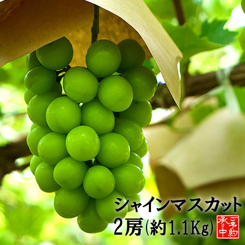 【ふるさと納税】シャインマスカット2房 (約1.1kg)<2025年8月上旬から発送開始分先行予約>果物 フルーツ シャインマスカット ぶどう 葡萄 種無し 期間限定 福岡県産 九州産 国産 くだもの【A8-066】