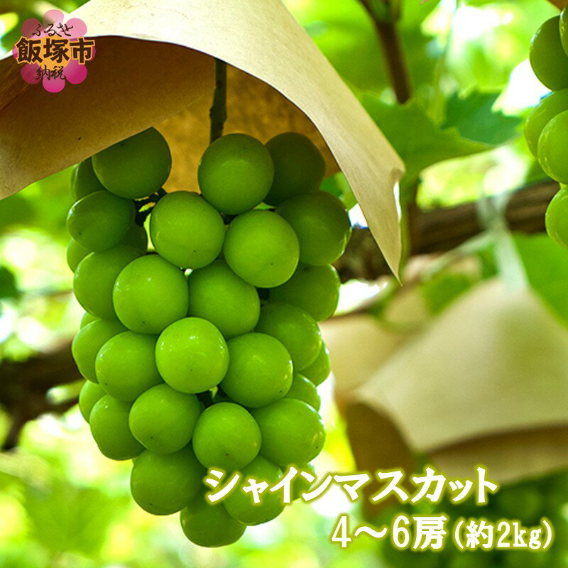 【ふるさと納税】シャインマスカット4-6房(約2kg)＜2026年8月中旬から発送開始分先行予約＞【B6-028】