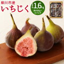 【ふるさと納税】事前受付 いちじく 400g×4パック 合計約1.6kg 無花果 フルーツ 果物 先行予約 福岡県産 冷蔵 送料無料【2024年8月上旬より順次発送予定】 その1