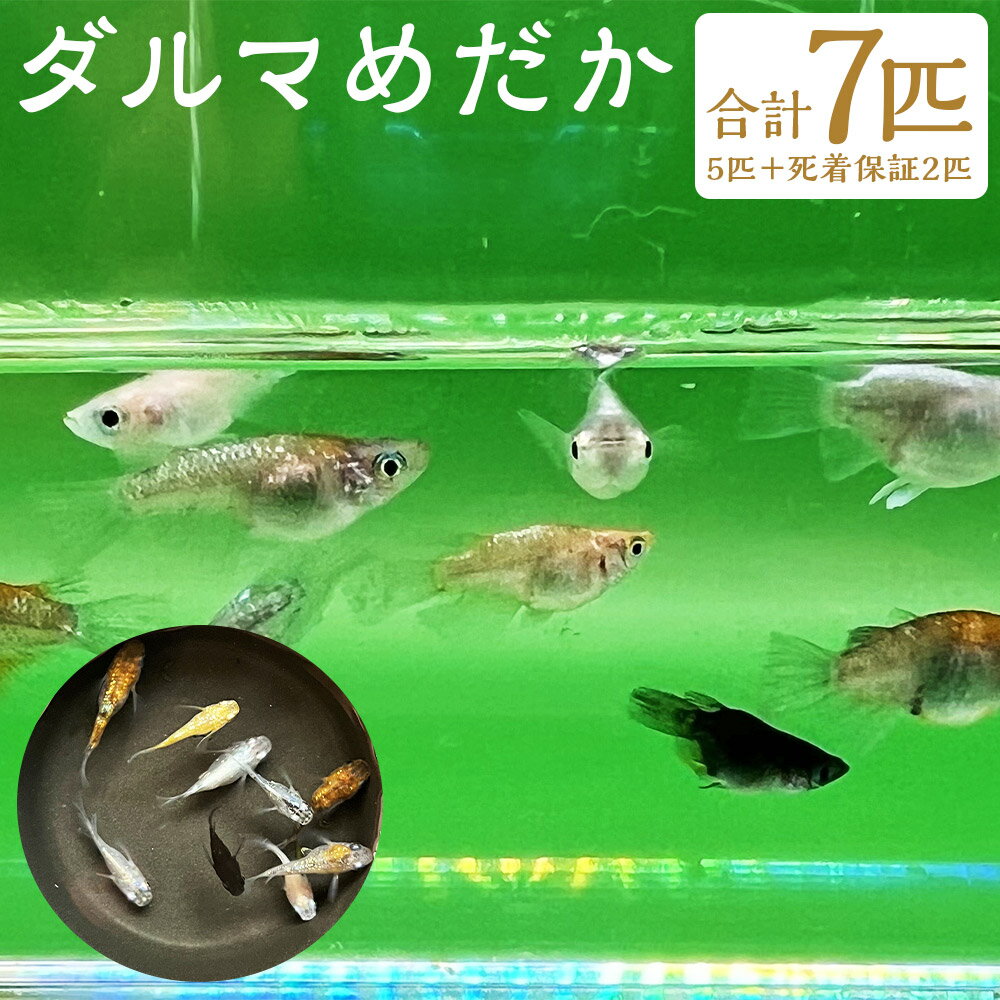 ダルマめだか 合計7匹 5匹+死着保証2匹 めだか 生体 魚 柳川市 福岡県 送料無料[2025年4月上旬〜12月下旬に順次発送予定]