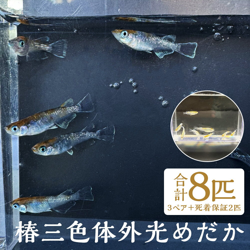 椿三色体外光めだか 合計8匹 3ペア+死着保証2匹 めだか 生体 魚 柳川市 福岡県 送料無料[2025年4月上旬〜12月下旬に順次発送予定]