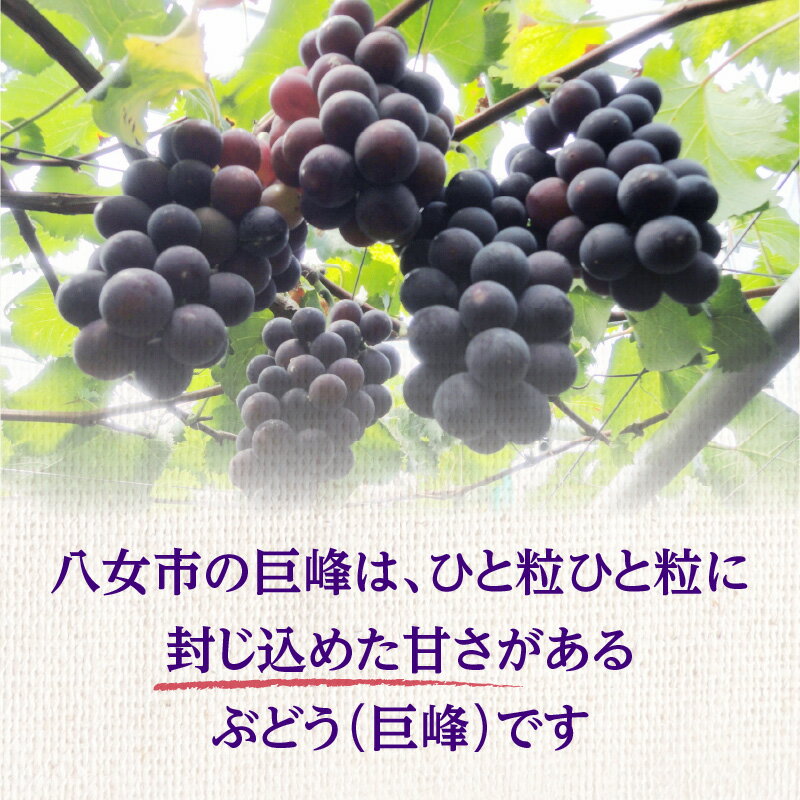 【ふるさと納税】《レビューキャンペーン》 【受付終了間近!】朝採れ 種なし 巨峰 1.4kg（350g×4パック）｜7月上旬〜発送予定 産地直送 朝採れ 種なし 甘い ジューシー 大粒 数量限定 冷蔵 ぶどう ブドウ 葡萄 デザート 果物 フルーツ もぎたて スイーツ 福岡県 八女市