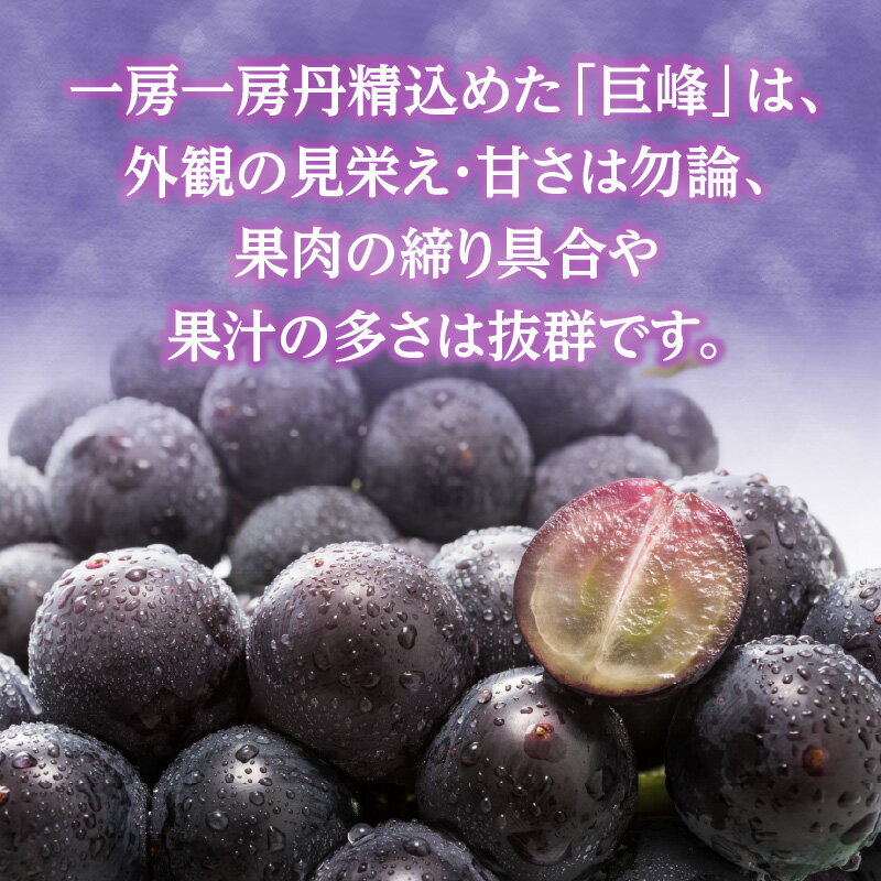 【ふるさと納税】《レビューキャンペーン》 【受付終了間近!】朝採れ 種なし 巨峰 1.4kg（350g×4パック）｜7月上旬〜発送予定 産地直送 朝採れ 種なし 甘い ジューシー 大粒 数量限定 冷蔵 ぶどう ブドウ 葡萄 デザート 果物 フルーツ もぎたて スイーツ 福岡県 八女市
