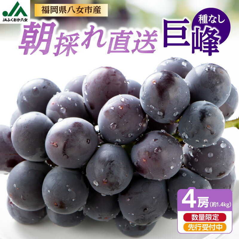 【ふるさと納税】《レビューキャンペーン》 【受付終了間近!】朝採れ 種なし 巨峰 1.4kg（350g×4パック）｜7月上旬〜発送予定 産地直送 朝採れ 種なし 甘い ジューシー 大粒 数量限定 冷蔵 ぶどう ブドウ 葡萄 デザート 果物 フルーツ もぎたて スイーツ 福岡県 八女市