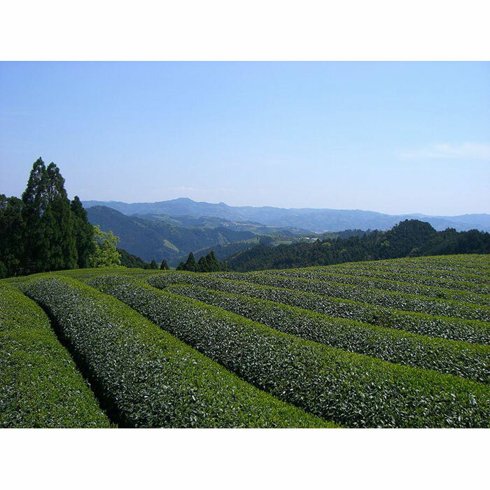 【ふるさと納税】【新茶】ギフト用 八女新茶　一番摘み 極撰（100g×2袋）【2024年5月発送開始】 お茶 緑茶 八女茶 茶葉 煎茶 高品質