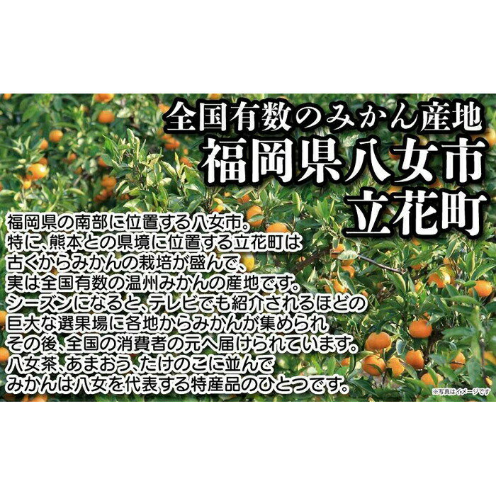 【ふるさと納税】高糖度 プレミアムみかん 早生(わせ)タイプ 約5kg | みかん ミカン 蜜柑 高糖度 フルーツ 果物 くだもの お取り寄せ 八女市 福岡 九州 送料無料