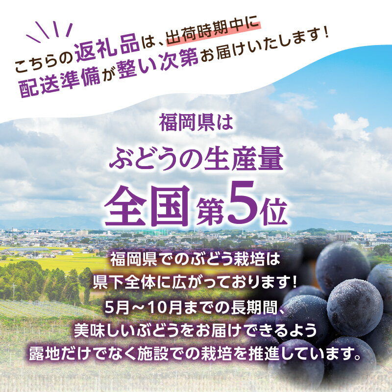 【ふるさと納税】種なし 巨峰 1.4kg（350g×4パック）【JAふくおか八女】｜7月上旬～8月上旬発送予定 種無し ぶどう ブドウ 産地直送 朝もぎ もぎたて 九州 福岡