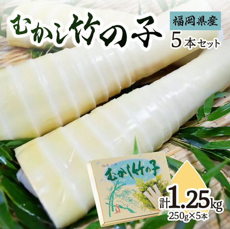 むかし竹の子 250g×5本セット|[出荷時期]2024年5月以降 たけのこ 筍 タケノコ