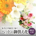 【ふるさと納税】【頒布会12回】八女のお花を使った「毎月の月命日に届くペットの御供え花」<配送不可:北海道・沖縄・離島> 花 お供え ペット 月命日