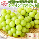 【ふるさと納税】【先行受付】【訳あり】シャインマスカット 2026年発送 期間限定 数量限定 約1.4kg 自宅用 果物 くだもの フルーツ ぶどう 葡萄 ジューシー 種なし 冷蔵 九州 福岡県 八女市