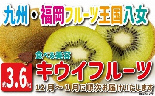 九州・福岡フルーツ王国八女 産地直送キウイフルーツ 約3.6kg[2024年12月発送開始][配送不可:北海道・沖縄・離島]フルーツ ヘイワード 産地直送 期間限定 10000円 1万円