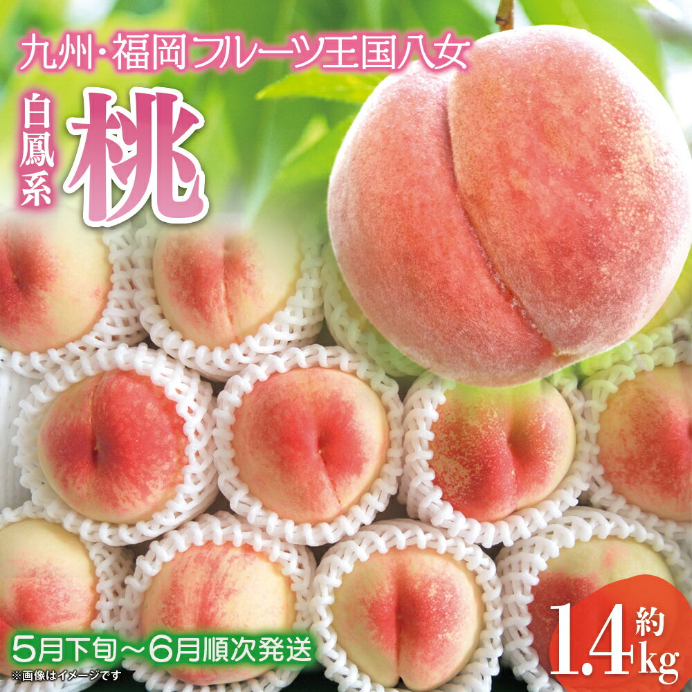 【ふるさと納税】【2024年5月下旬～6月発送】九州・福岡フルーツ王国八女から直送！桃 約1.4kg｜＜配送不可：北海道・沖縄・離島＞ 桃 もも モモ 果実 八女 福岡 果物 白鳳のサムネイル