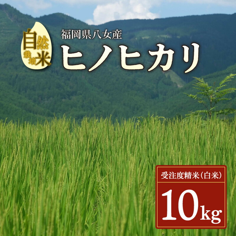 【ふるさと納税】自然栽培米ヒノヒカリ10kg 白米 お米 棚田米 福岡県産 コメ こめ