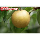 【ふるさと納税】豊水梨<10〜12玉>