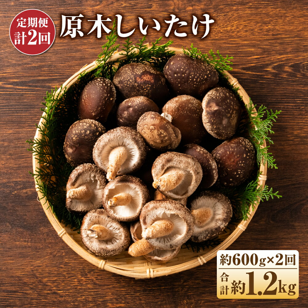 【ふるさと納税】【定期便計2回】原木しいたけ 約600g×2回 肉厚 椎茸 きのこ 福岡県産 九州産 国産 冷...