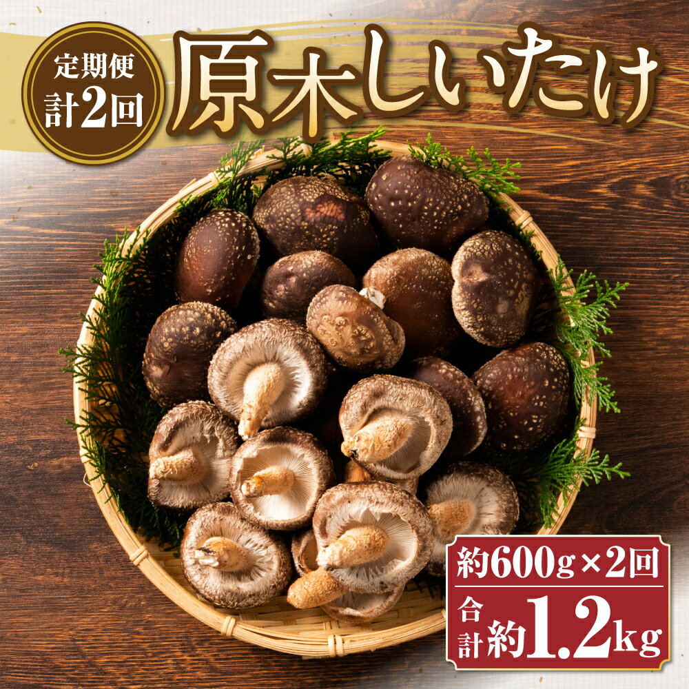 【ふるさと納税】【定期便計2回】原木しいたけ 約600g×2回 肉厚 椎茸 きのこ 福岡県産 九州産 国産 冷蔵 送料無料