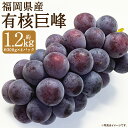 【ふるさと納税】福岡県産 有核巨峰 合計約1.2kg 約300g×4パック 巨峰 産地直送 ぶどう 筑後市 果物 フルーツ 九州産 冷蔵 送料無料 【2025年...