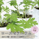 【ふるさと納税】虫よけ効果 ローズゼラニウム 小サイズ苗 4個セット (ポリポット)