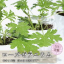 【ふるさと納税】虫よけ効果 ローズゼラニウム 中サイズ苗 3個セット(鉢つき)
