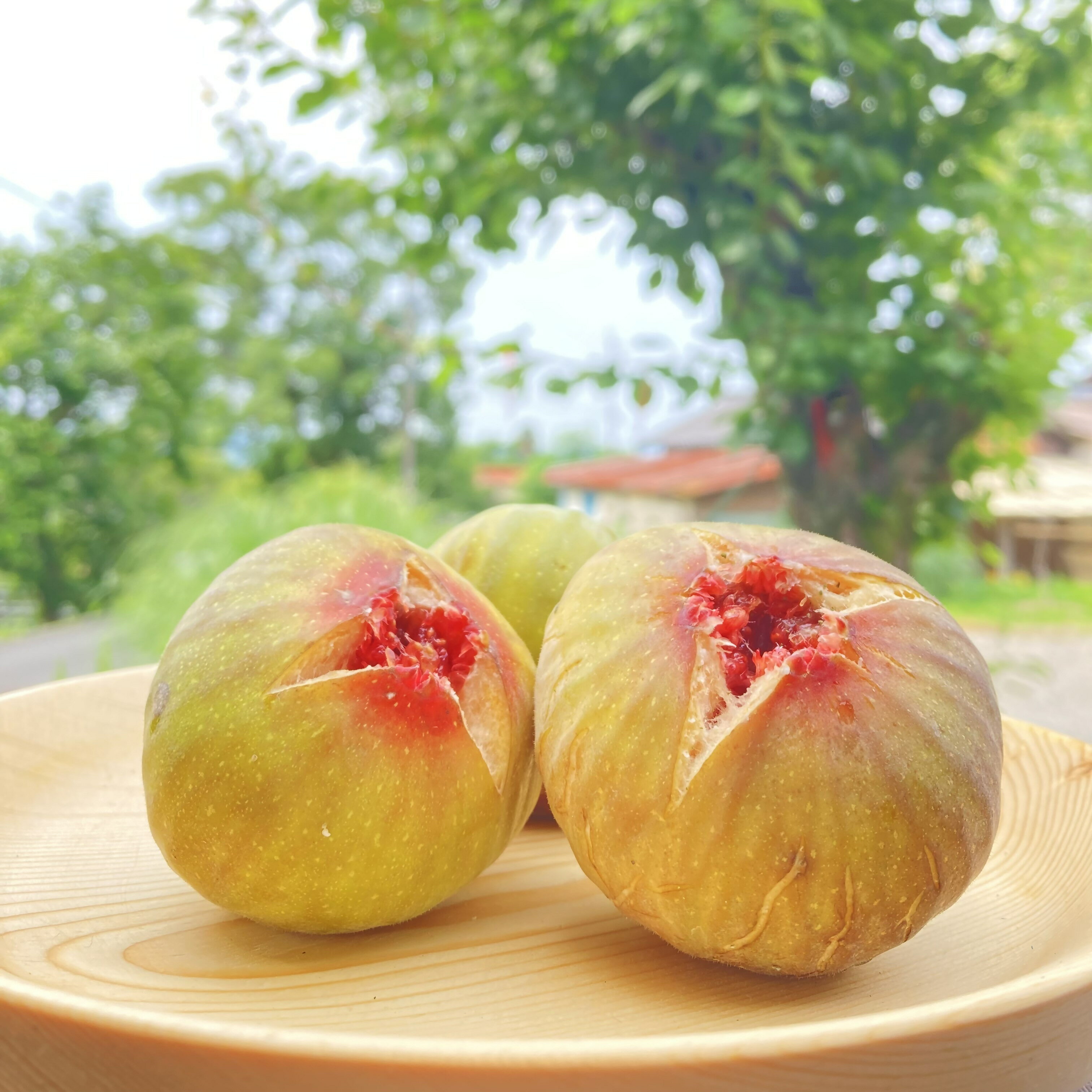 【ふるさと納税】福岡県産蓬莱柿（ほうらいし）_DRY FIG (ドライいちじく）10g_AA-111 お買い物マラソン 1,000円 送料無料 ふるさと納税 1000円 買い回り対策