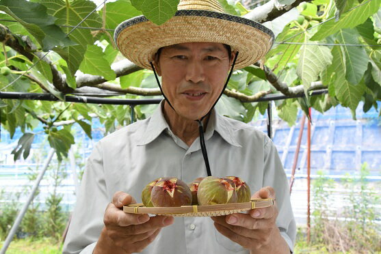 【ふるさと納税】【先行受付】新鮮朝採りいちじく1.5kg【高糖度・ハウス栽培】_CP-007