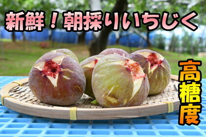 【先行受付】新鮮朝採りいちじく1.5kg【高糖度・ハウス栽培】_CP-007