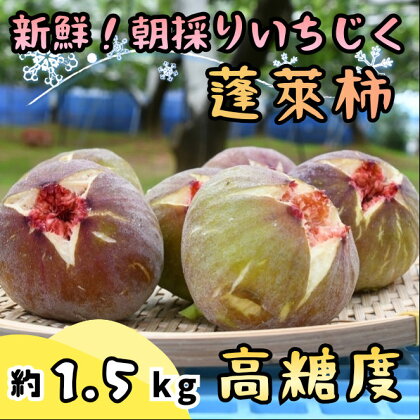 【先行受付】新鮮朝採りいちじく1.5kg【高糖度・ハウス栽培】_CP-007