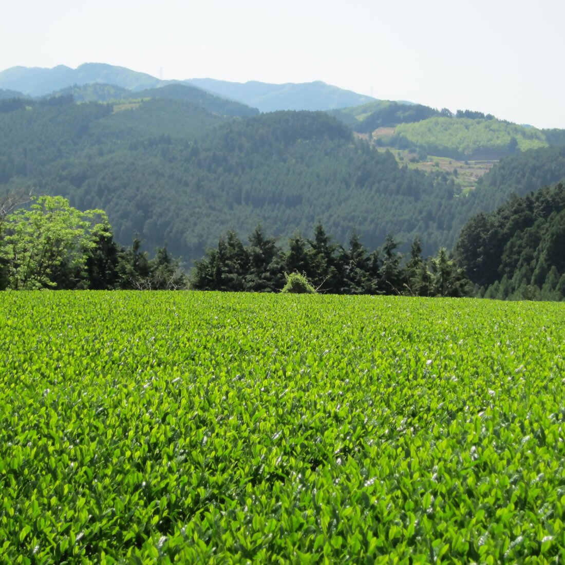 福岡県行橋市の画像2