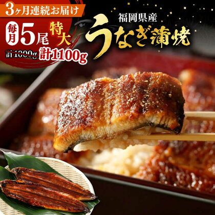 【全3回定期便】福岡県産 うなぎ 蒲焼 特大 5尾 合計 1,100 g（1尾あたり 220g以上）《豊前市》【福岡養鰻】 国産 うなぎ 特大[VAD023]