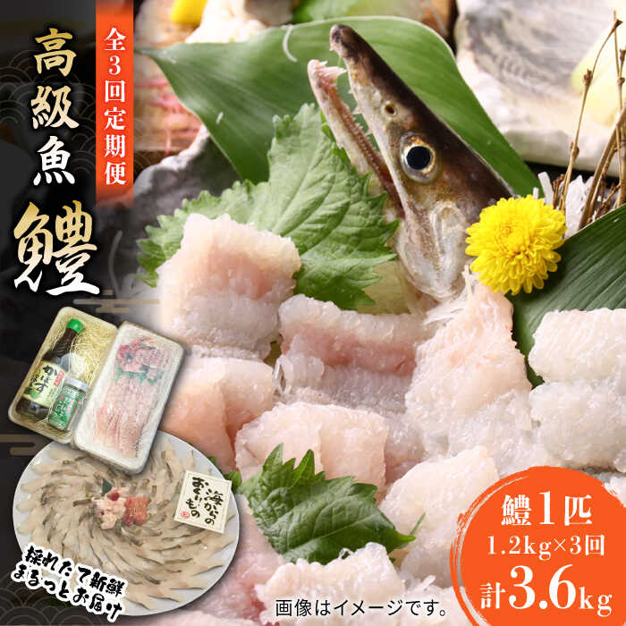 [全3回定期便]獲れたて直送!ハモ 一本 約1.2kg (4~5人前)[豊前市][まるとら]魚 鱧 はも 刺身