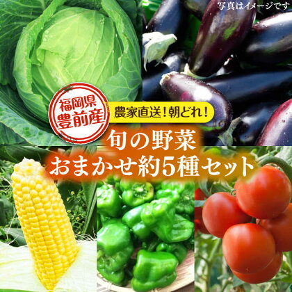 農家直送 旬のお野菜 おまかせ 約5種 セット 約2～3kg 《豊前市》【湯越農園】 野菜 詰め合わせ セット やさい[VBC011]